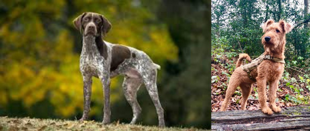 Irish Terrier vs Braque Francais (Gascogne Type) - Breed Comparison