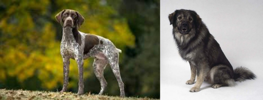 Istrian Sheepdog vs Braque Francais (Gascogne Type) - Breed Comparison