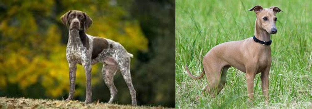 Italian Greyhound vs Braque Francais (Gascogne Type) - Breed Comparison