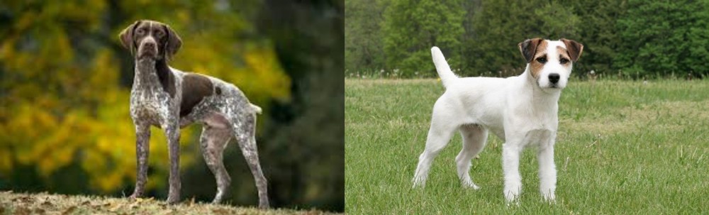 Jack Russell Terrier vs Braque Francais (Gascogne Type) - Breed Comparison