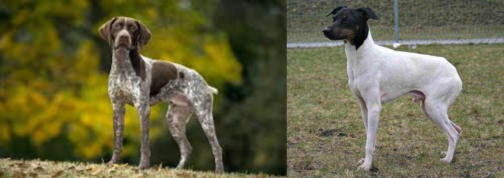 Japanese Terrier vs Braque Francais (Gascogne Type) - Breed Comparison