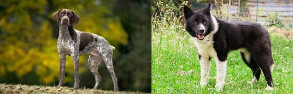 Karelian Bear Dog vs Braque Francais (Gascogne Type) - Breed Comparison