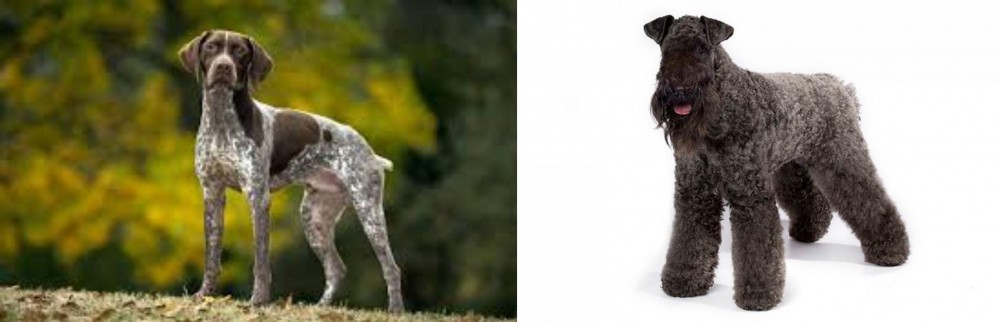 Kerry Blue Terrier vs Braque Francais (Gascogne Type) - Breed Comparison
