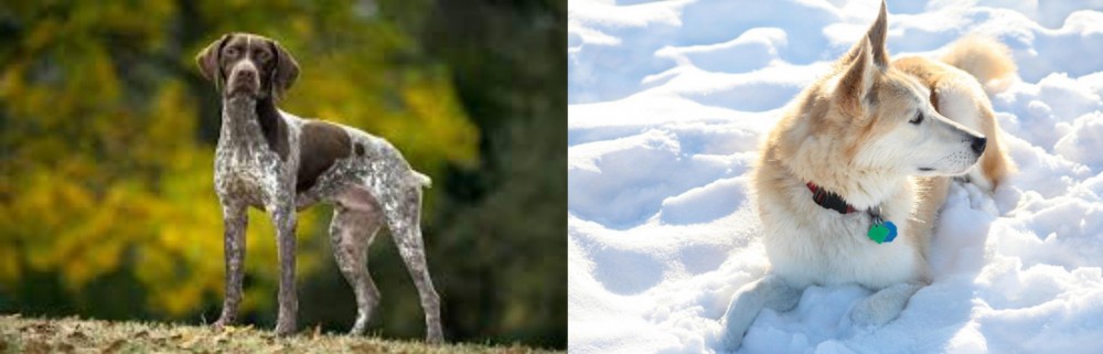 Labrador Husky vs Braque Francais (Gascogne Type) - Breed Comparison