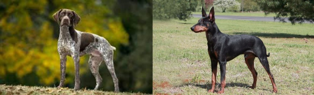 Manchester Terrier vs Braque Francais (Gascogne Type) - Breed Comparison