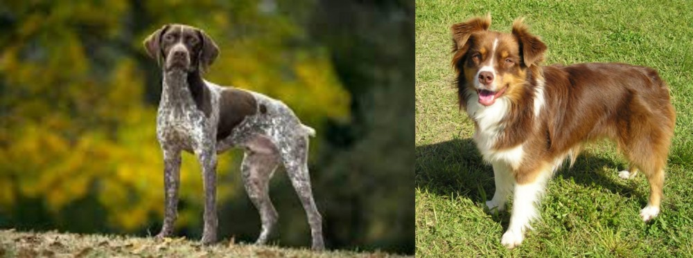 Miniature Australian Shepherd vs Braque Francais (Gascogne Type) - Breed Comparison
