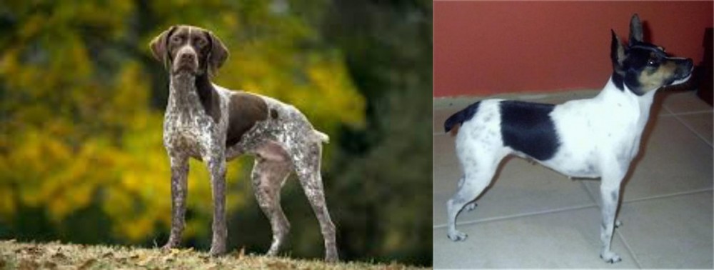 Miniature Fox Terrier vs Braque Francais (Gascogne Type) - Breed Comparison