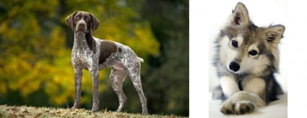 Miniature Siberian Husky vs Braque Francais (Gascogne Type) - Breed Comparison