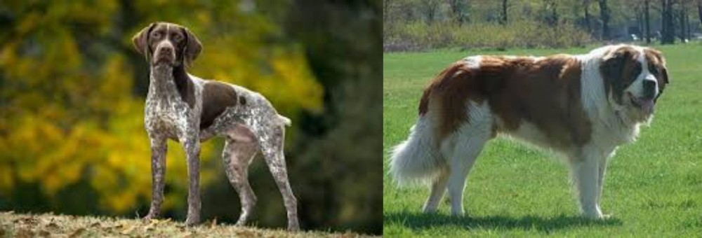 Moscow Watchdog vs Braque Francais (Gascogne Type) - Breed Comparison