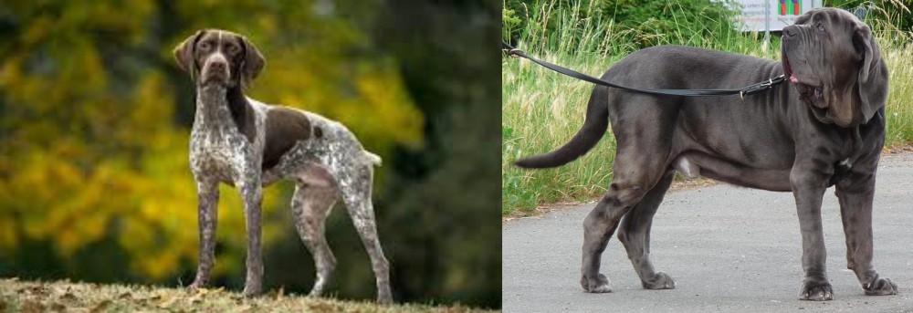 Neapolitan Mastiff vs Braque Francais (Gascogne Type) - Breed Comparison