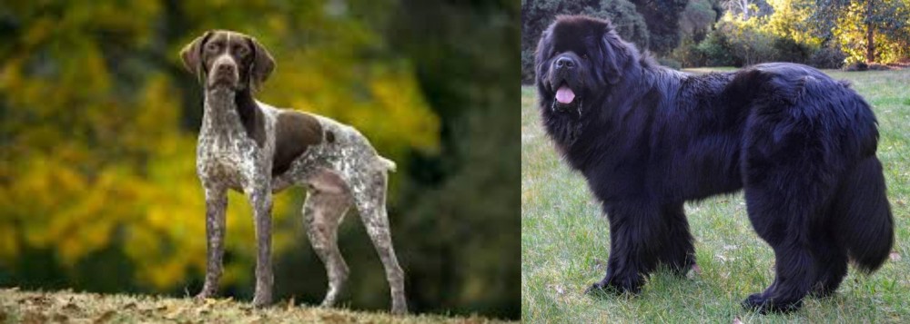 Newfoundland Dog vs Braque Francais (Gascogne Type) - Breed Comparison