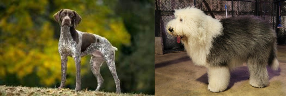 Old English Sheepdog vs Braque Francais (Gascogne Type) - Breed Comparison