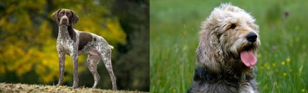 Otterhound vs Braque Francais (Gascogne Type) - Breed Comparison