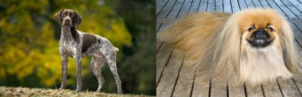 Pekingese vs Braque Francais (Gascogne Type) - Breed Comparison