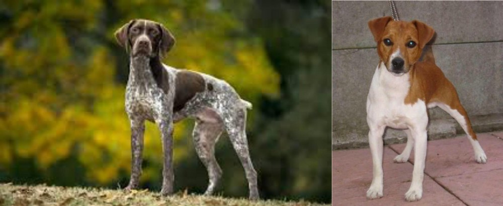 Plummer Terrier vs Braque Francais (Gascogne Type) - Breed Comparison