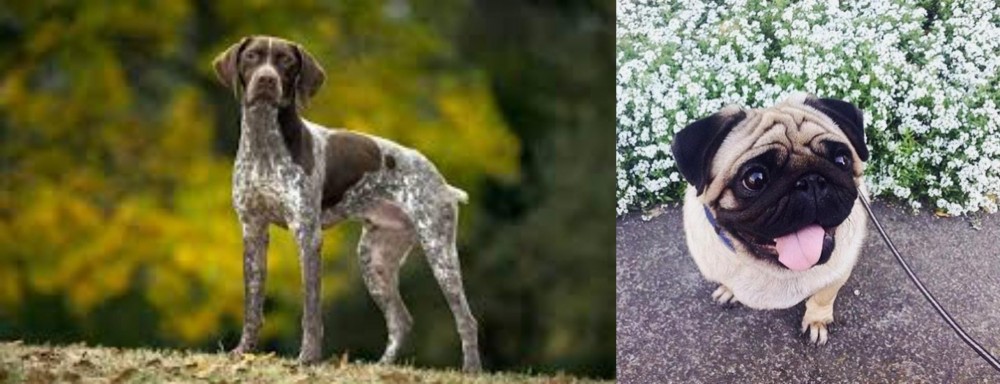 Pug vs Braque Francais (Gascogne Type) - Breed Comparison