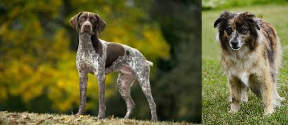 Pyrenean Shepherd vs Braque Francais (Gascogne Type) - Breed Comparison