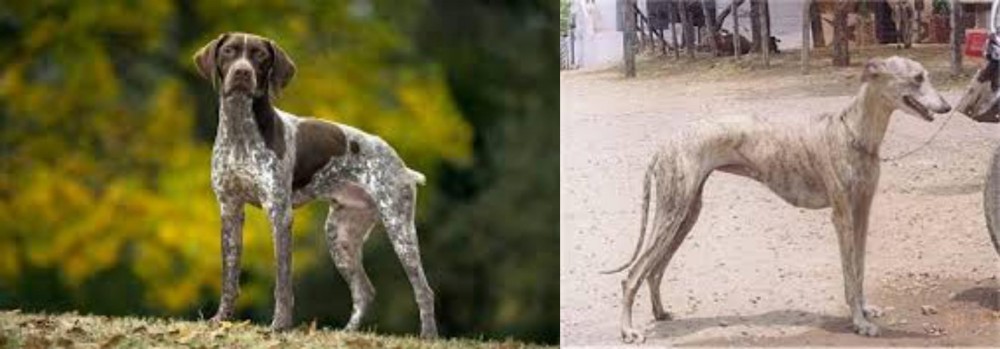 Rampur Greyhound vs Braque Francais (Gascogne Type) - Breed Comparison