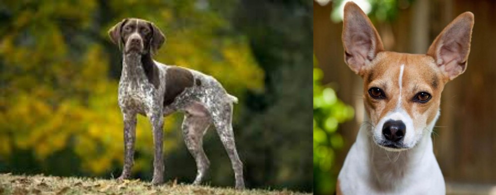 Rat Terrier vs Braque Francais (Gascogne Type) - Breed Comparison