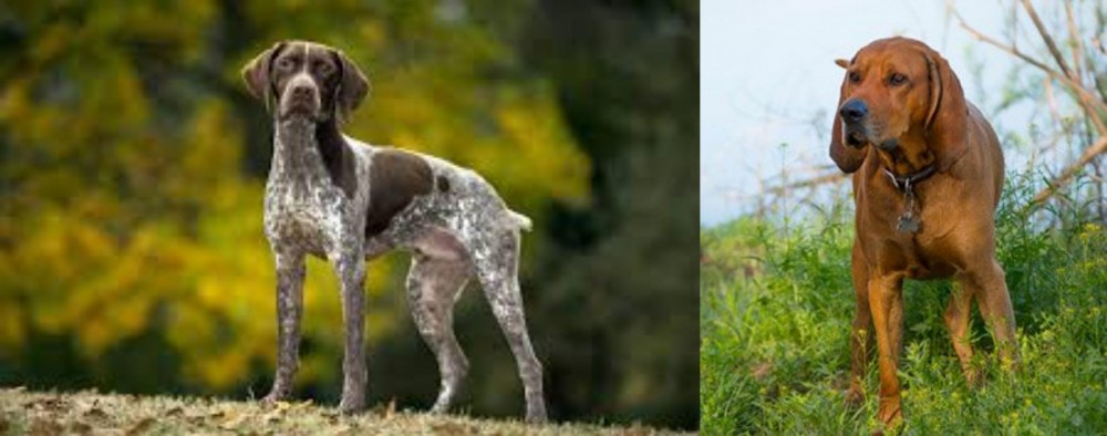 Redbone Coonhound vs Braque Francais (Gascogne Type) - Breed Comparison