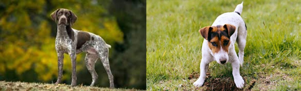 Russell Terrier vs Braque Francais (Gascogne Type) - Breed Comparison