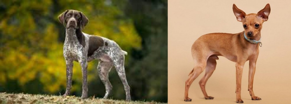 Russian Toy Terrier vs Braque Francais (Gascogne Type) - Breed Comparison