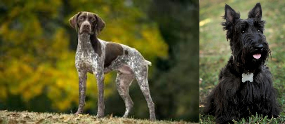 Scoland Terrier vs Braque Francais (Gascogne Type) - Breed Comparison