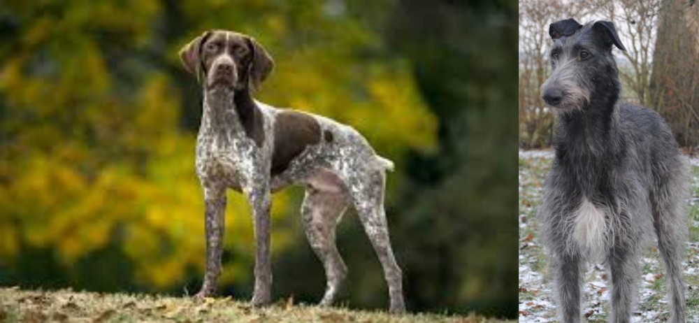 Scottish Deerhound vs Braque Francais (Gascogne Type) - Breed Comparison