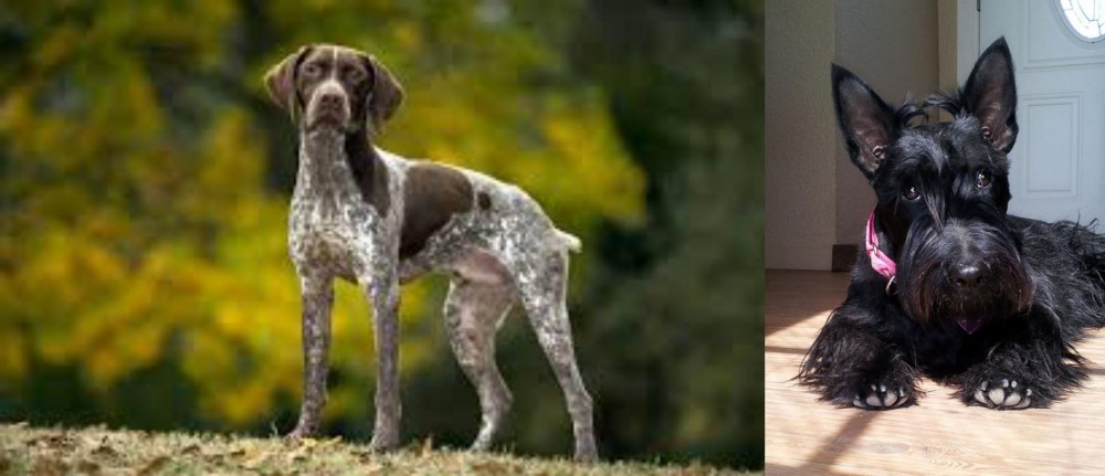 Scottish Terrier vs Braque Francais (Gascogne Type) - Breed Comparison