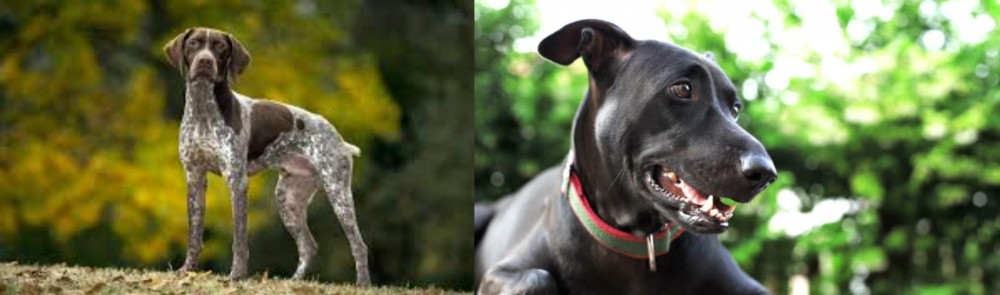 Shepard Labrador vs Braque Francais (Gascogne Type) - Breed Comparison