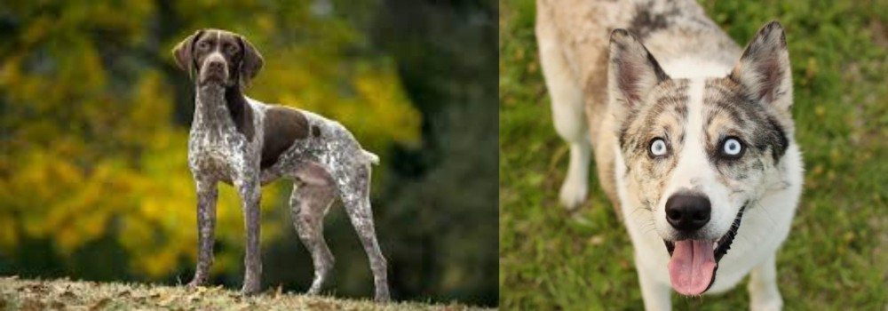 Shepherd Husky vs Braque Francais (Gascogne Type) - Breed Comparison