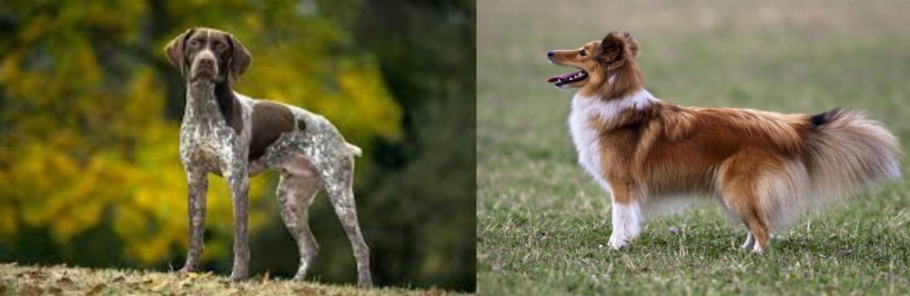 Shetland Sheepdog vs Braque Francais (Gascogne Type) - Breed Comparison