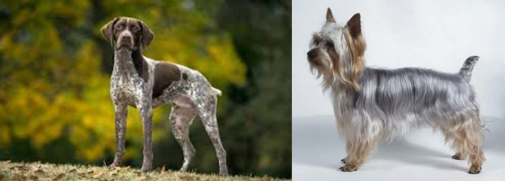 Silky Terrier vs Braque Francais (Gascogne Type) - Breed Comparison