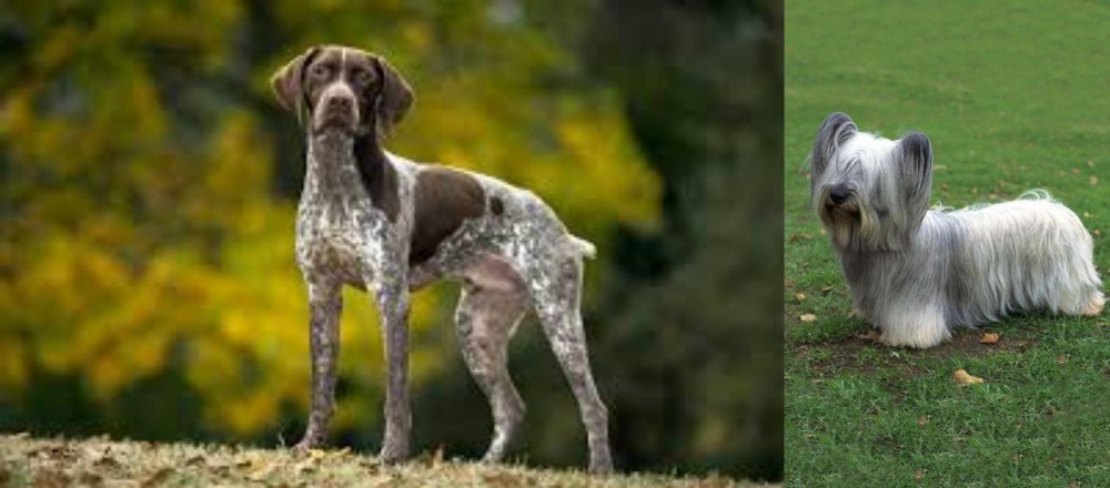 Skye Terrier vs Braque Francais (Gascogne Type) - Breed Comparison