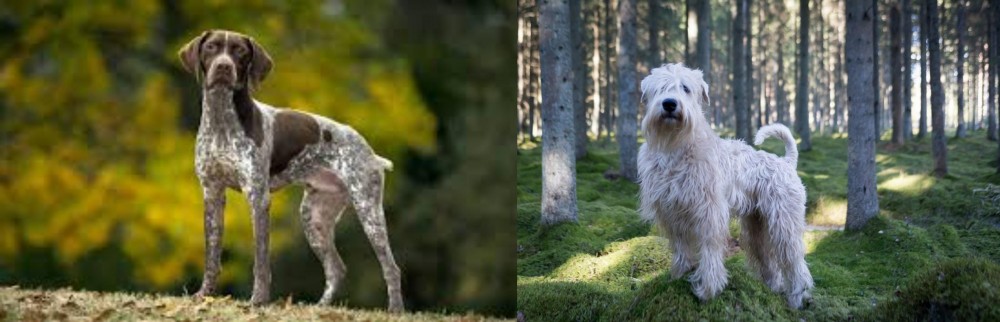 Soft-Coated Wheaten Terrier vs Braque Francais (Gascogne Type) - Breed Comparison