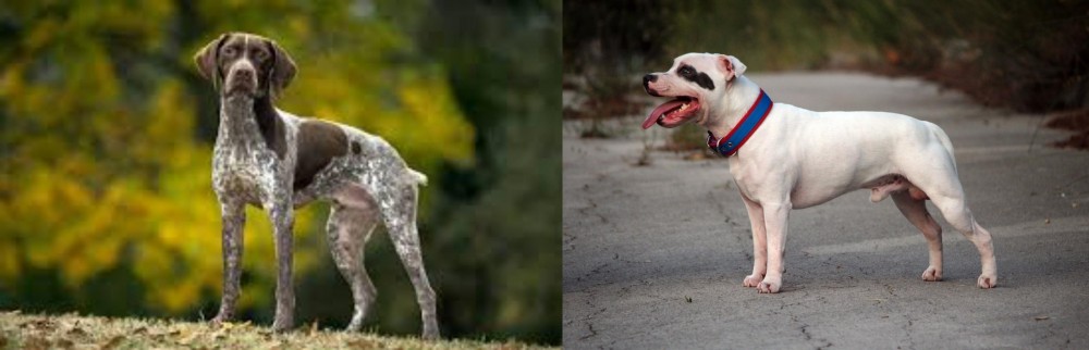 Staffordshire Bull Terrier vs Braque Francais (Gascogne Type) - Breed Comparison