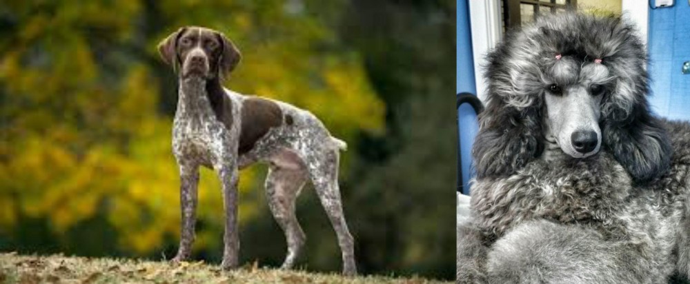 Standard Poodle vs Braque Francais (Gascogne Type) - Breed Comparison