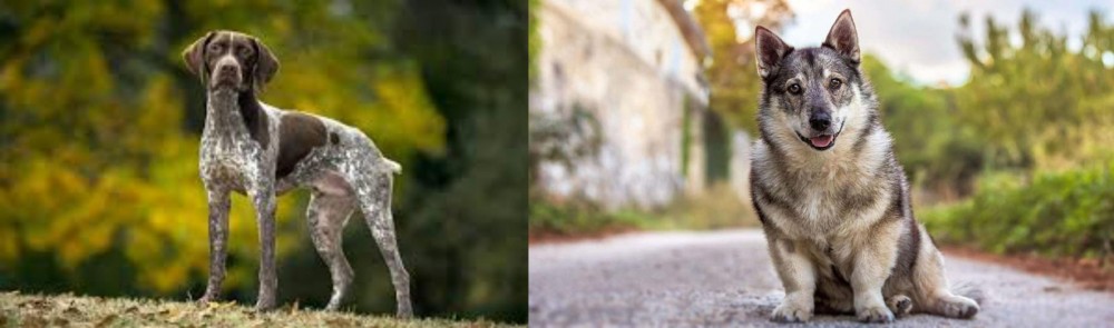 Swedish Vallhund vs Braque Francais (Gascogne Type) - Breed Comparison
