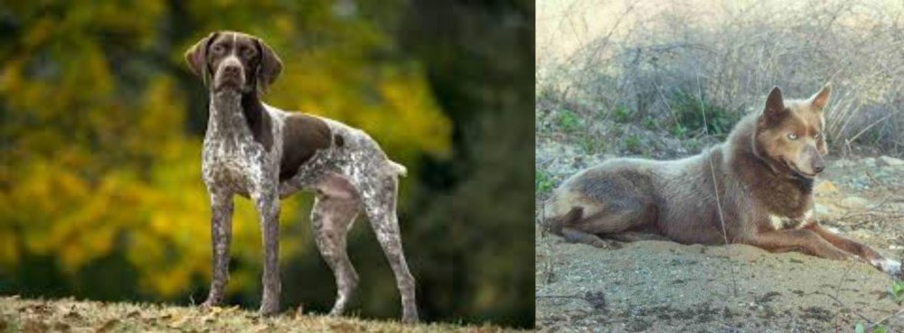 Tahltan Bear Dog vs Braque Francais (Gascogne Type) - Breed Comparison