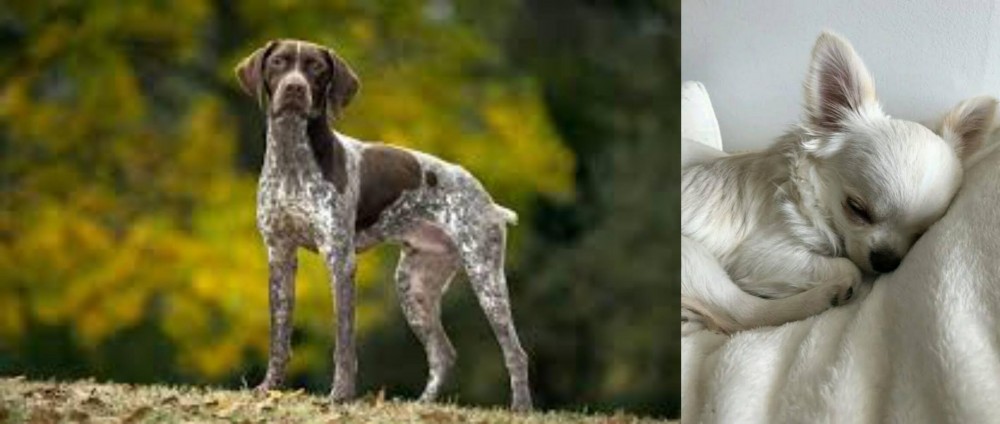 Tea Cup Chihuahua vs Braque Francais (Gascogne Type) - Breed Comparison