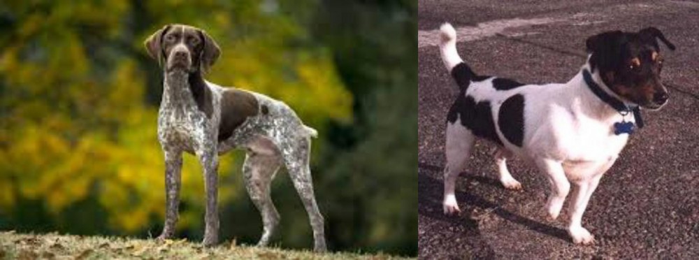 Teddy Roosevelt Terrier vs Braque Francais (Gascogne Type) - Breed Comparison