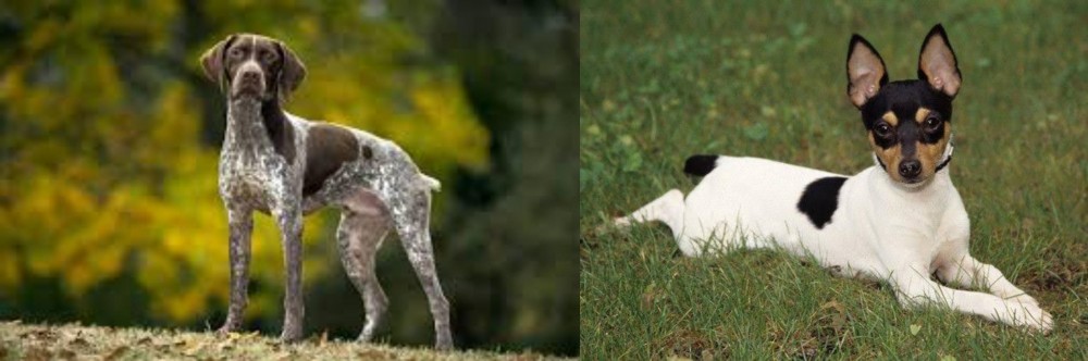 Toy Fox Terrier vs Braque Francais (Gascogne Type) - Breed Comparison
