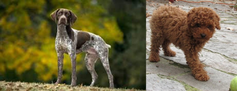 Toy Poodle vs Braque Francais (Gascogne Type) - Breed Comparison