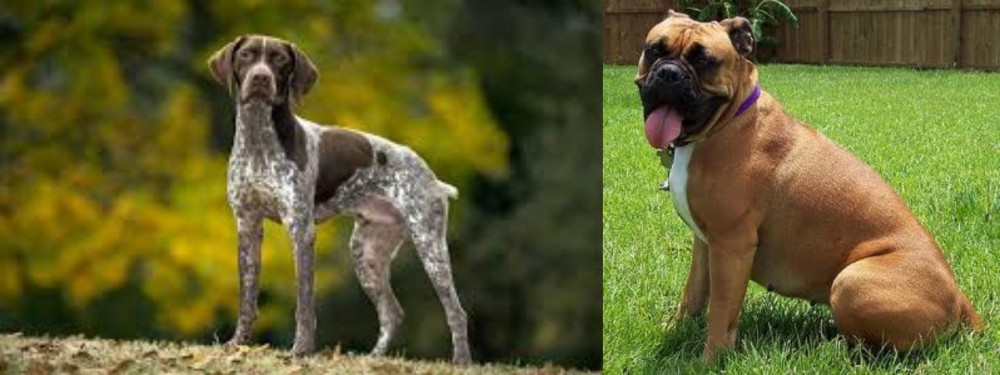 Valley Bulldog vs Braque Francais (Gascogne Type) - Breed Comparison