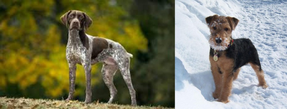 Welsh Terrier vs Braque Francais (Gascogne Type) - Breed Comparison