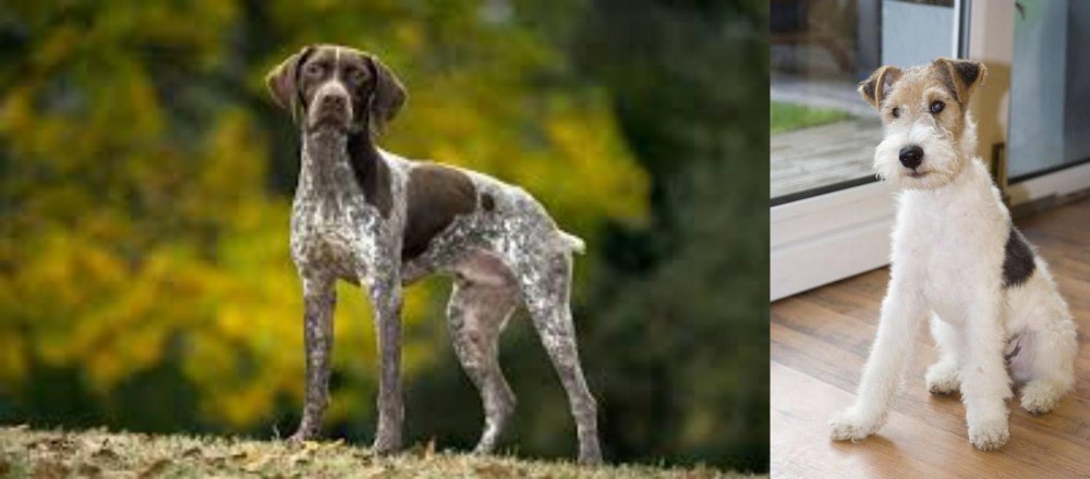 Wire Fox Terrier vs Braque Francais (Gascogne Type) - Breed Comparison