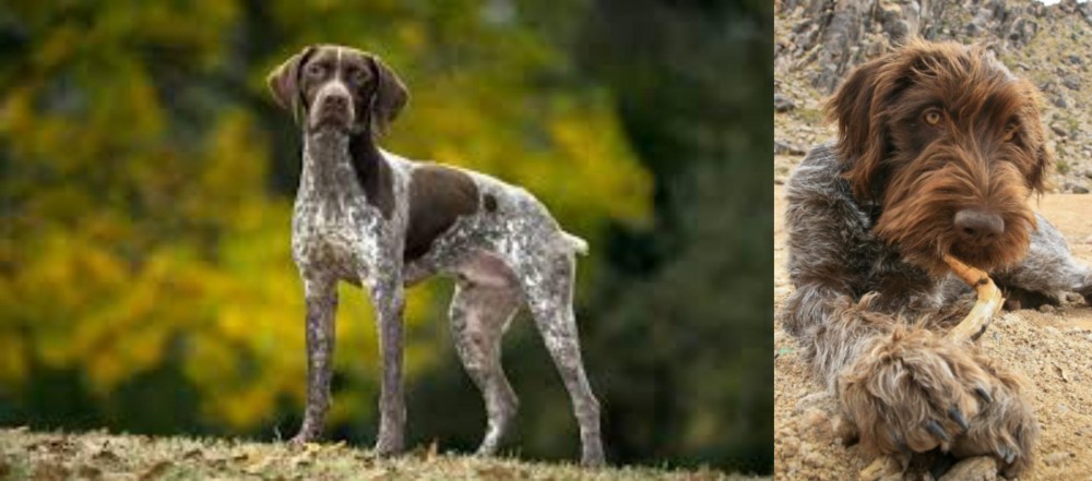 Wirehaired Pointing Griffon vs Braque Francais (Gascogne Type) - Breed Comparison