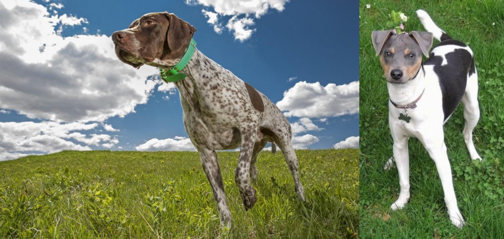 Brazilian Terrier vs Braque Francais (Pyrenean Type) - Breed Comparison