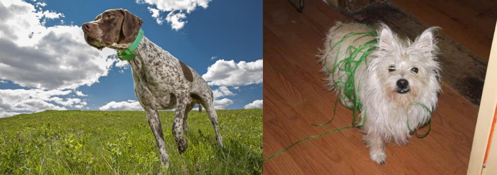 Cairland Terrier vs Braque Francais (Pyrenean Type) - Breed Comparison
