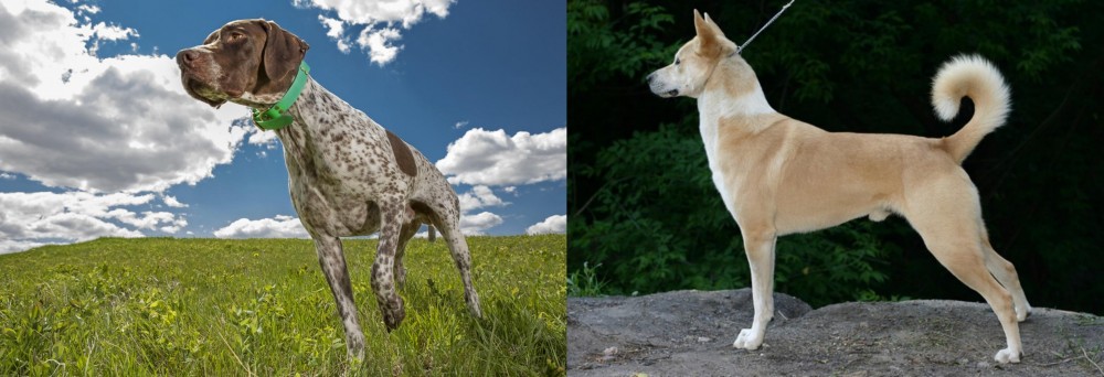 Canaan Dog vs Braque Francais (Pyrenean Type) - Breed Comparison